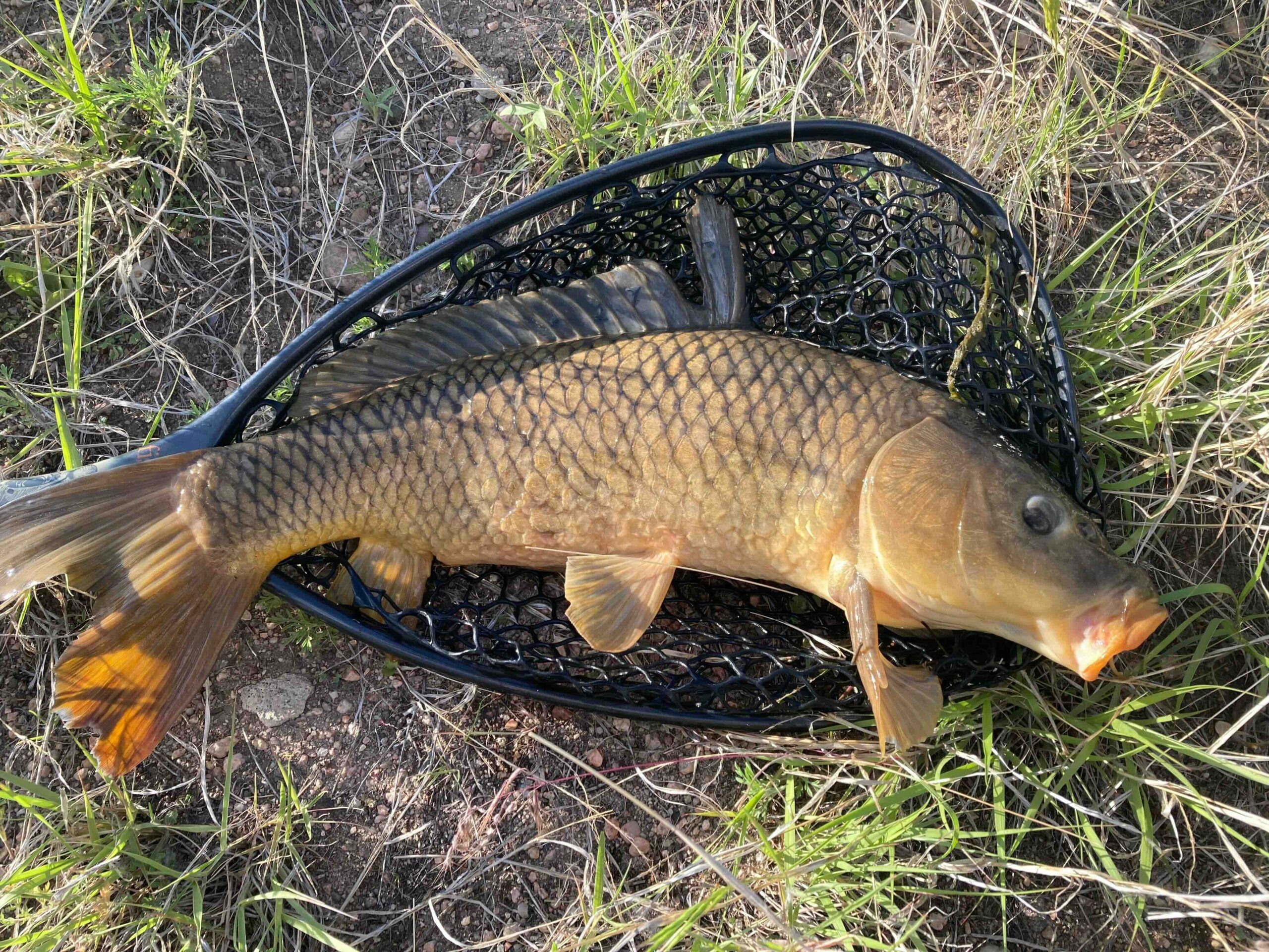 Carp on the Fly in the Summer