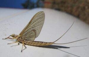 adult mayfly