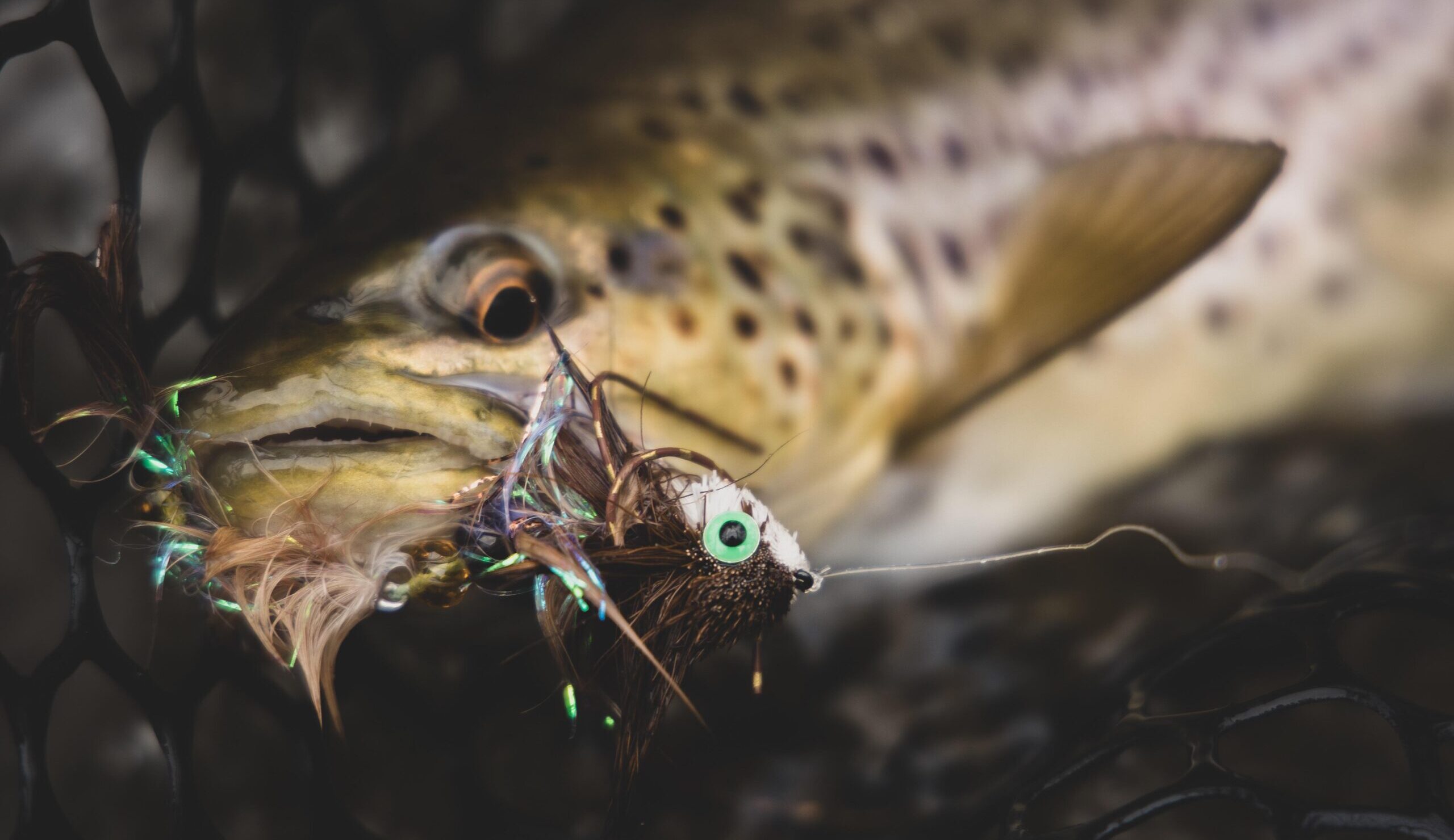 Streamer Fishing in Colorado During Fall