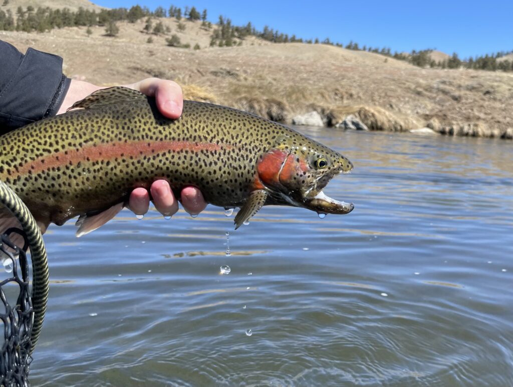 still water rainbow trout