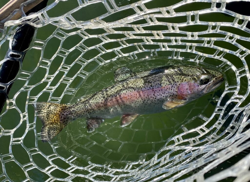 rainbow trout