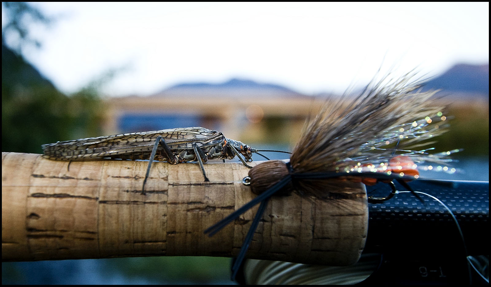 Stoneflies 101: What They Are, How to Fish Them, and Why Salmonflies Aren’t the Same