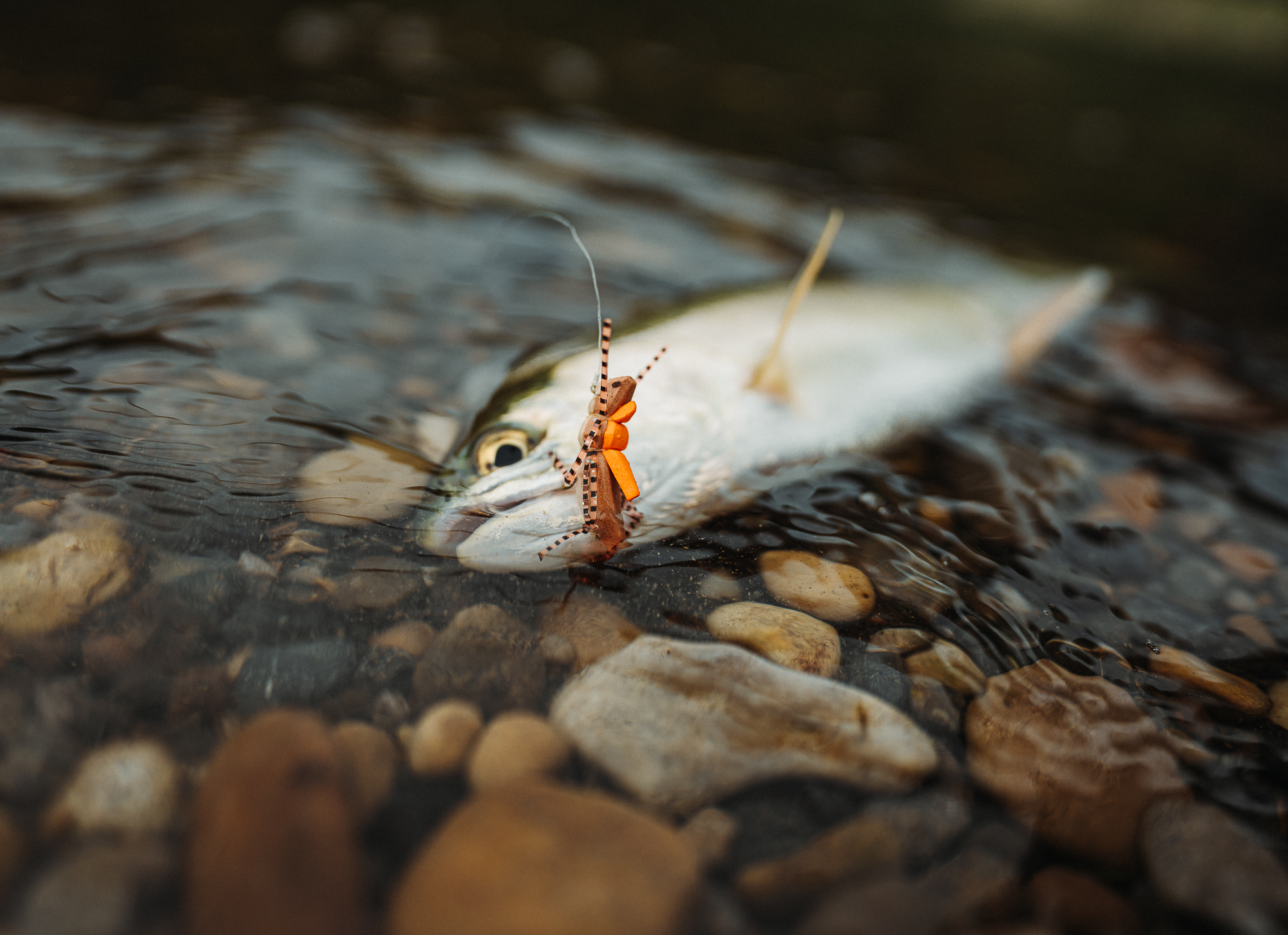 Terrestrials in Fly Fishing: Land Bugs, Hungry Trout, and Summer Fun