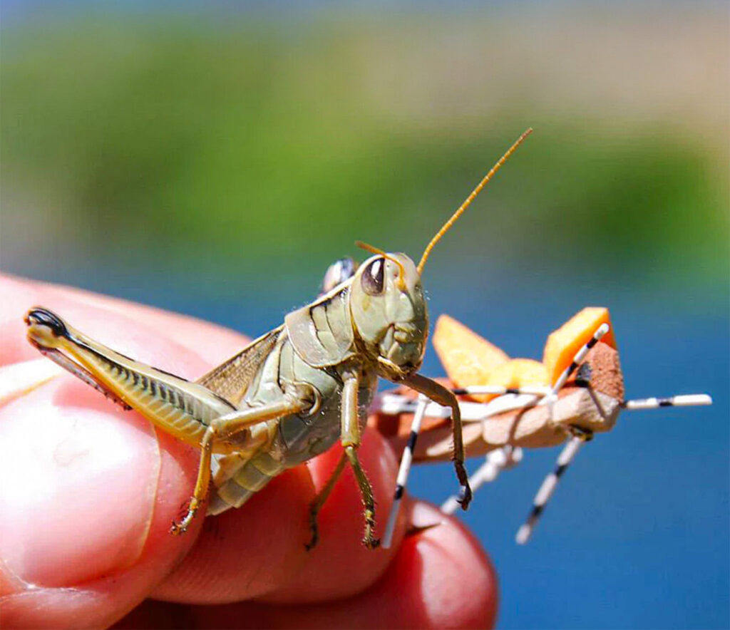 grasshopper