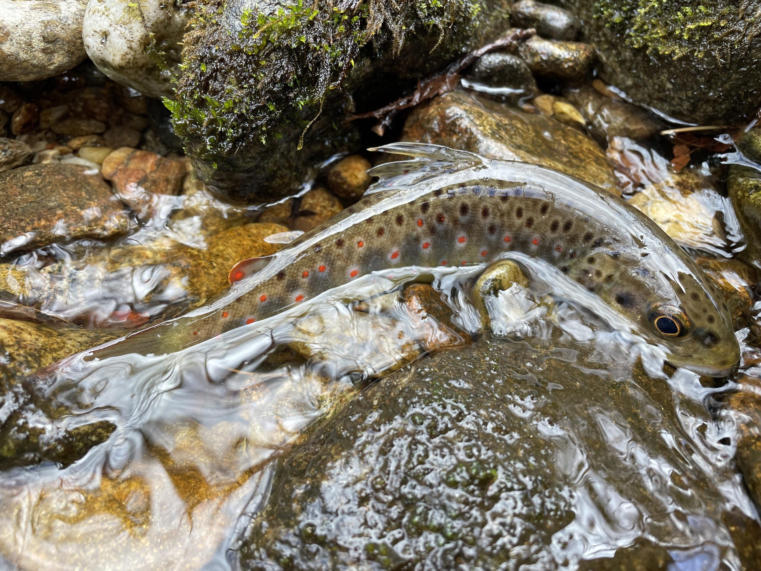Reading the Rocks: What Biofilm Can Tell You About Water Quality and Trout Behavior