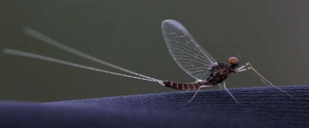 mayfly mayfly
