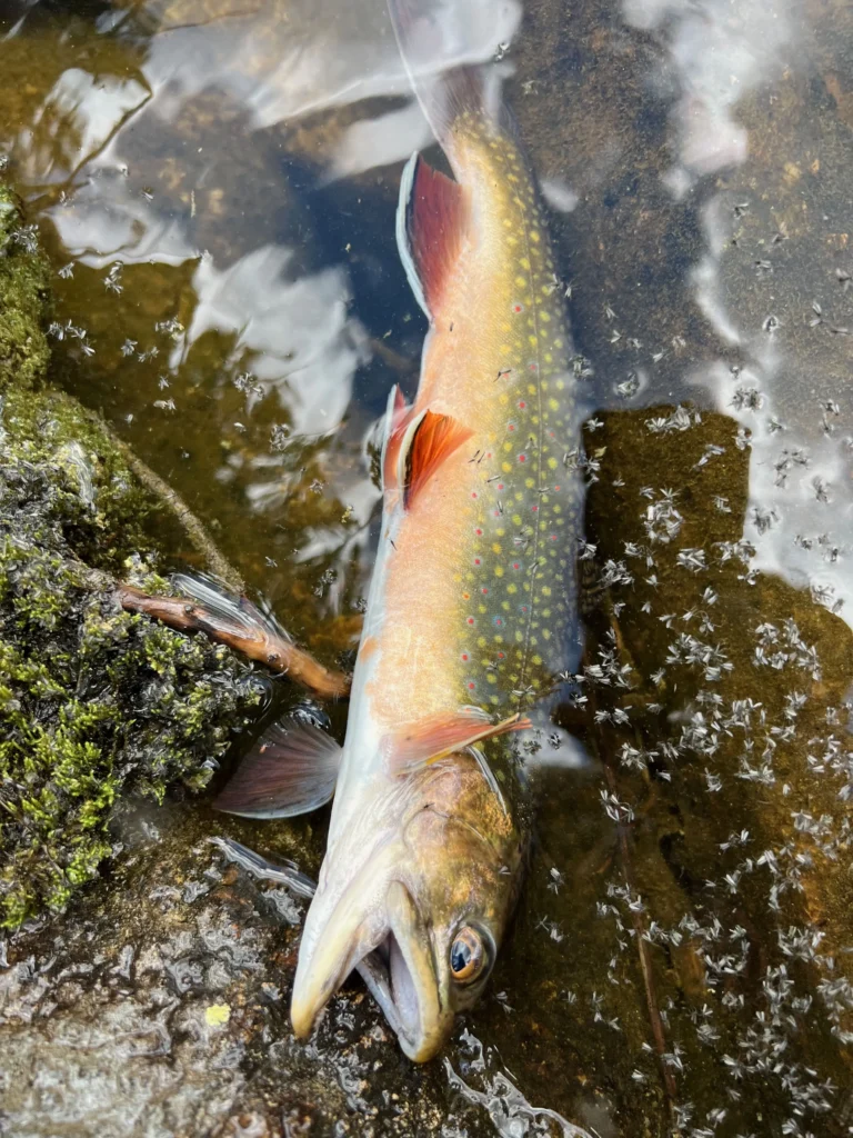 brook trout midge