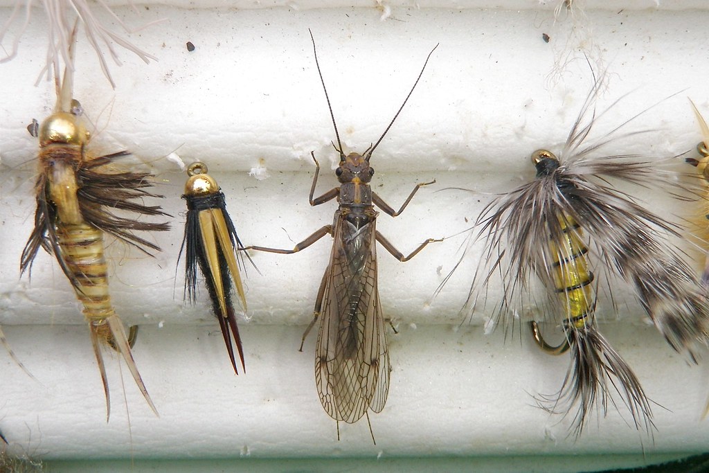 Golden Stonefly