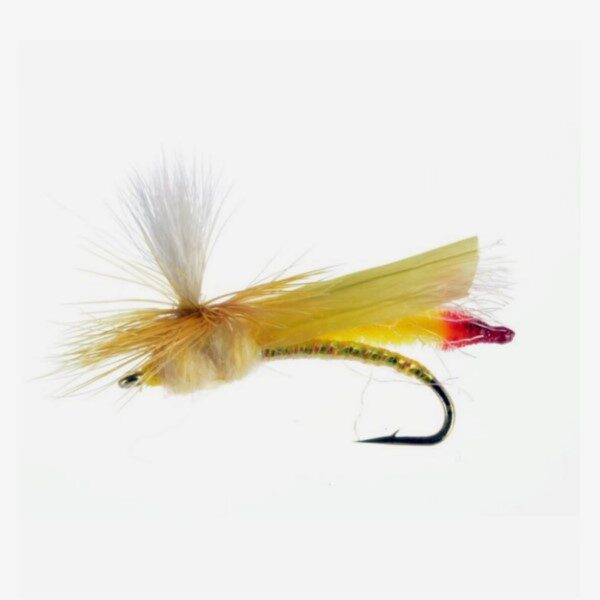 Headlight Sally Headlight Sally