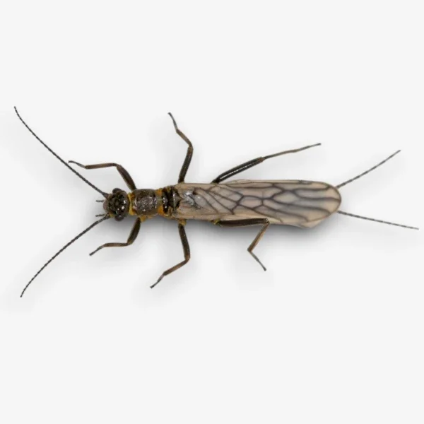 Little Black Stonefly Little Black Stonefly