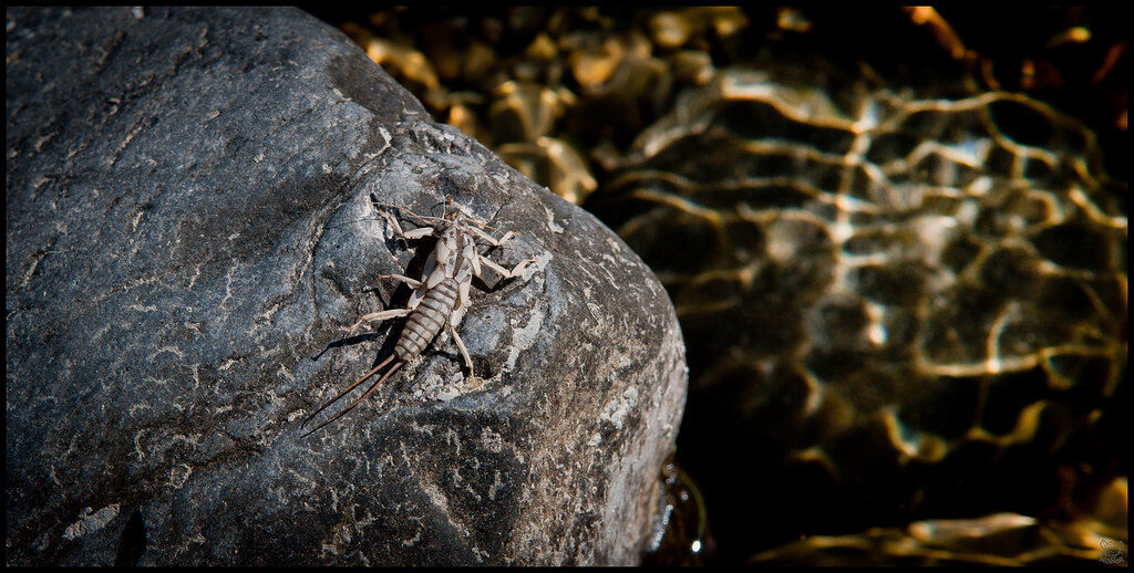 pyjama stonefly shuck pyjama stonefly shuck