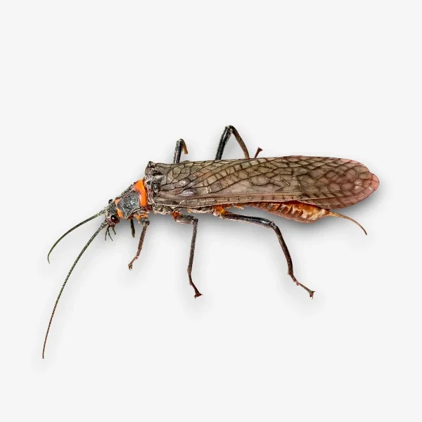 Salmonfly Salmonfly