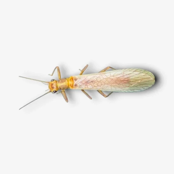 Yellow Sally Stonefly Yellow Sally Stonefly